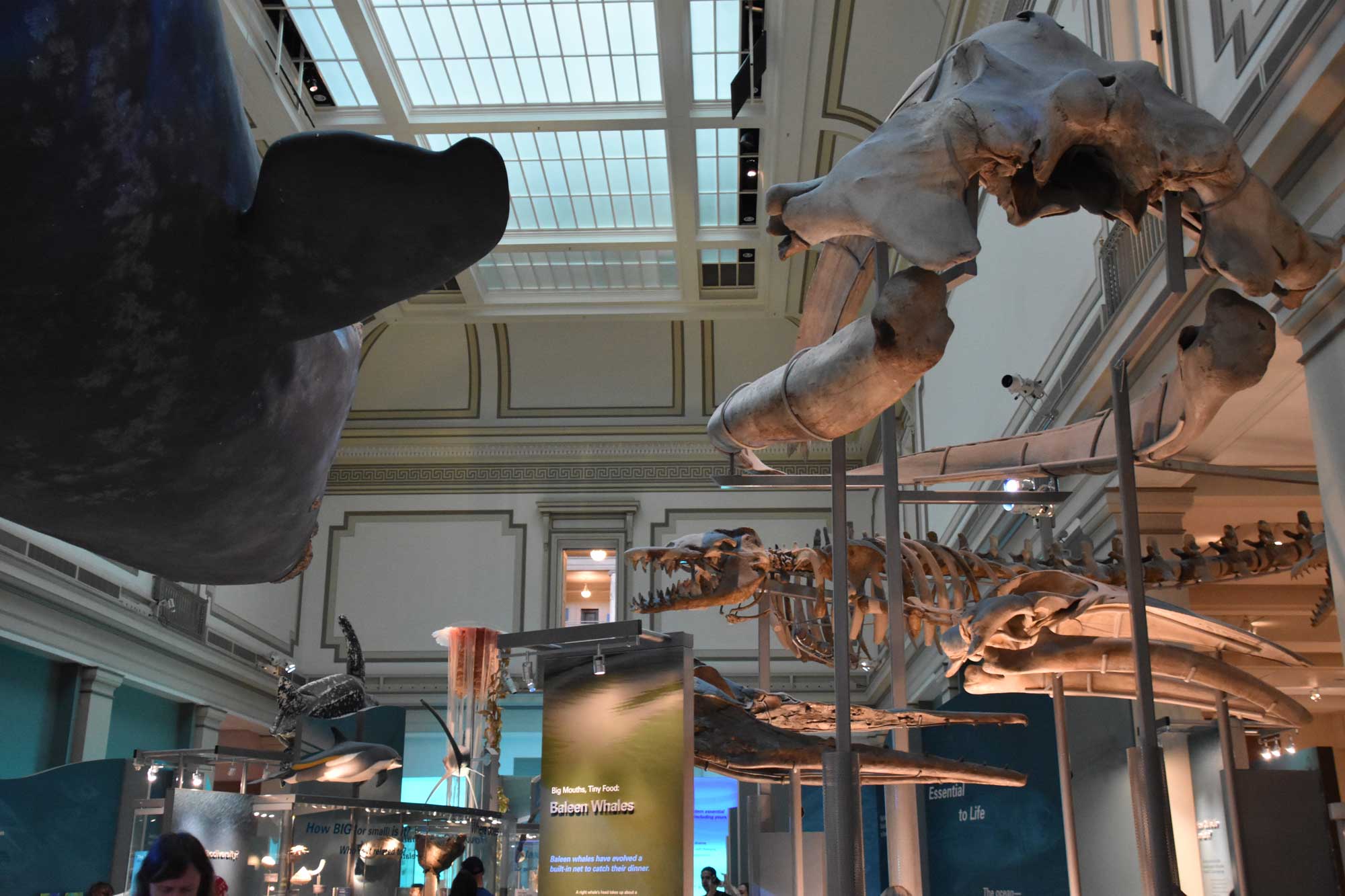 a museum exhibition with animal skeletons hanging from the ceiling