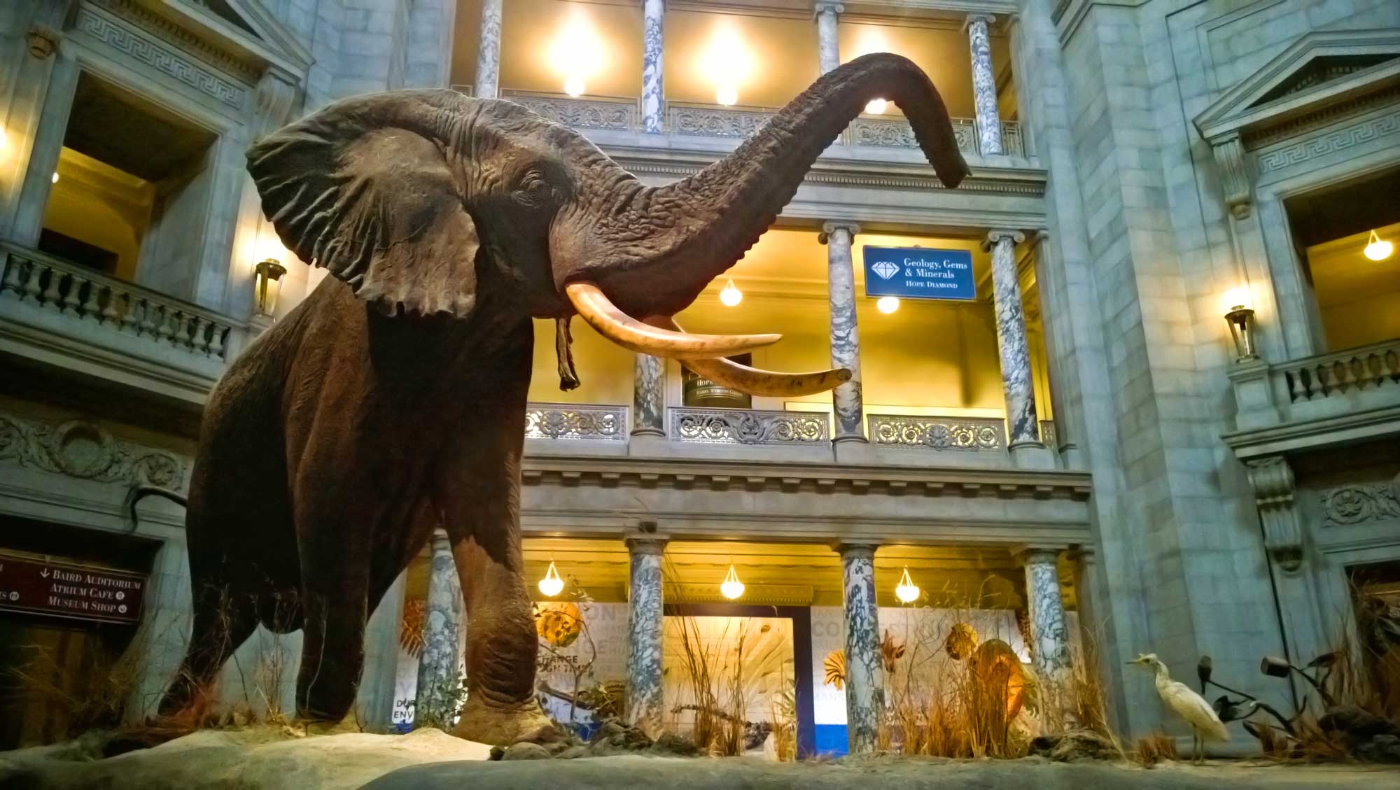 a statue of the elephant in a museum