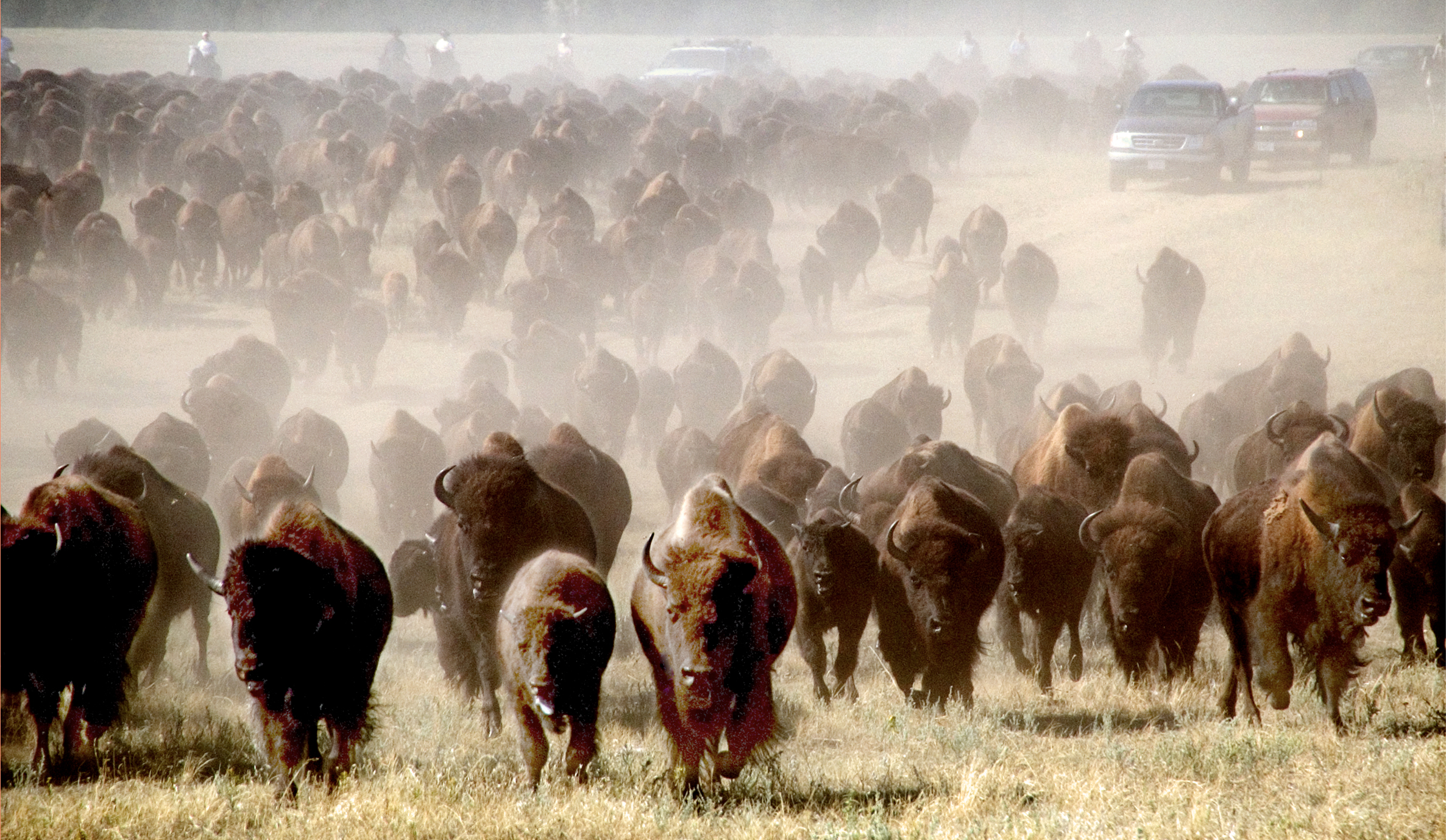 a stampede of buffalos