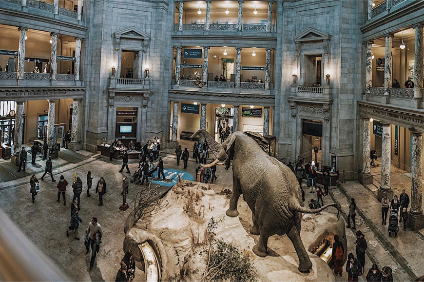 the inside of the natural history museum with fake elephant in the middle