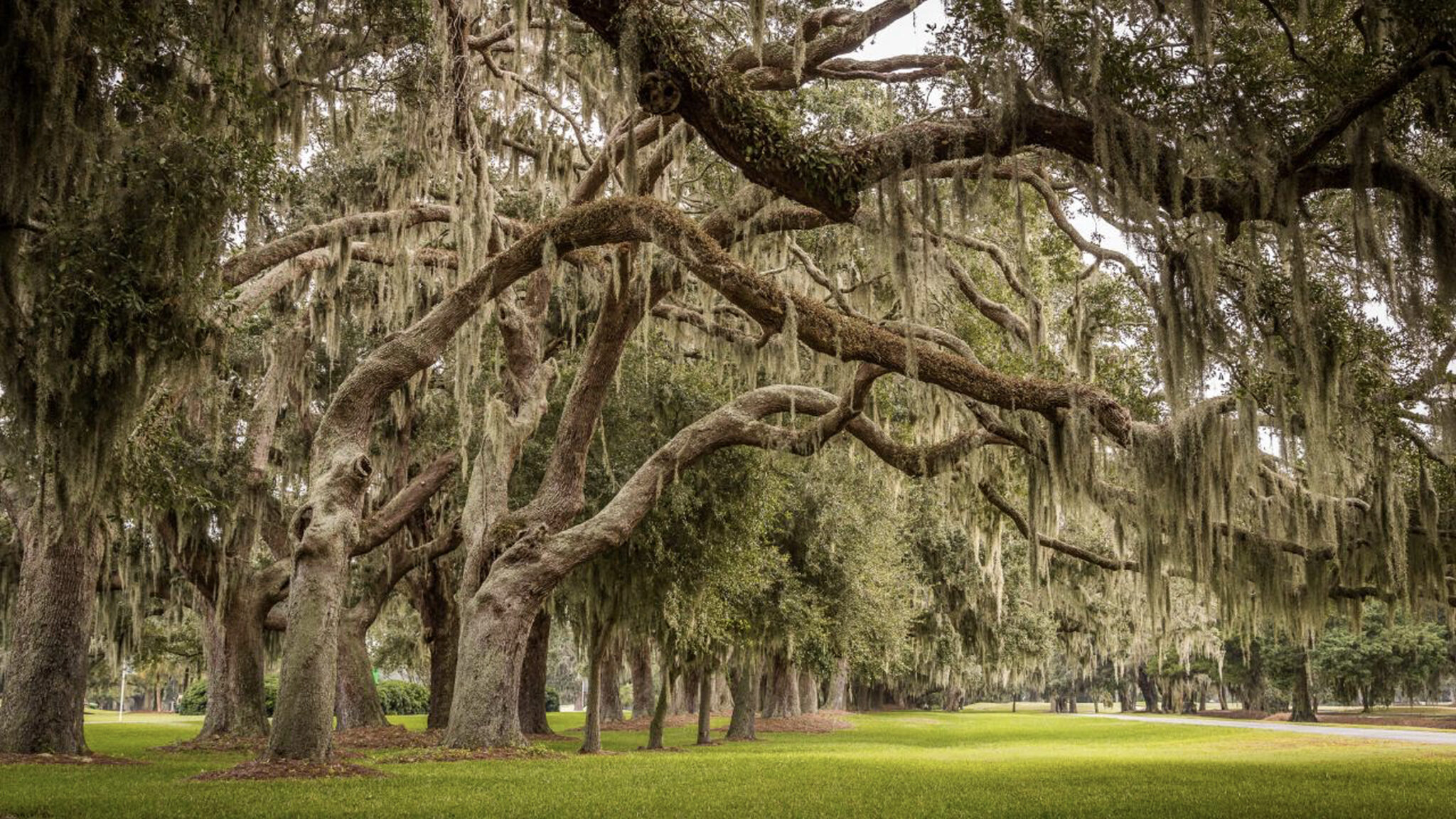 old trees