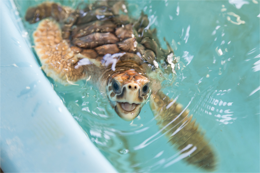 a baby turtle in the water