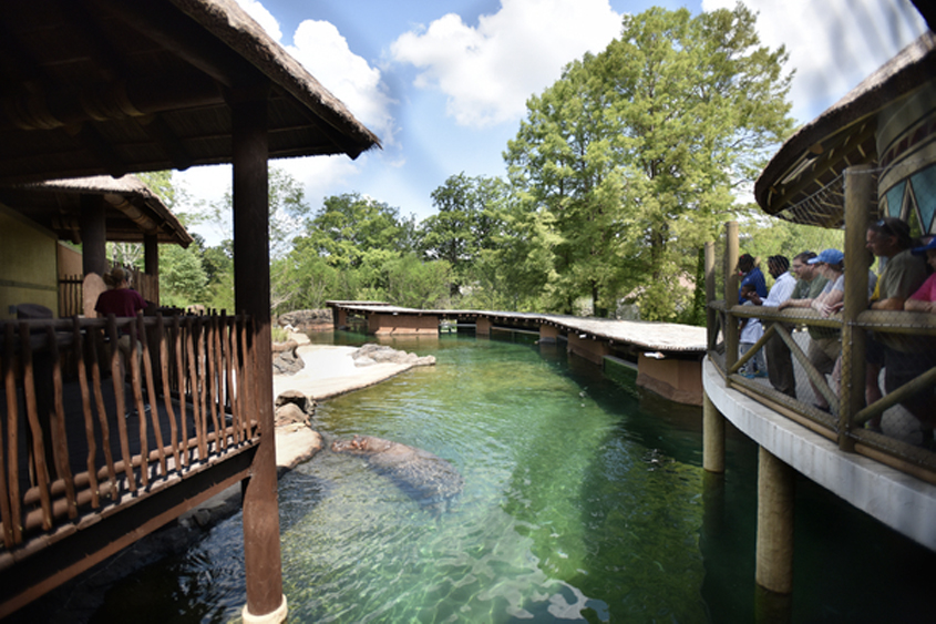 people are looking at the hippo swimming in the pond