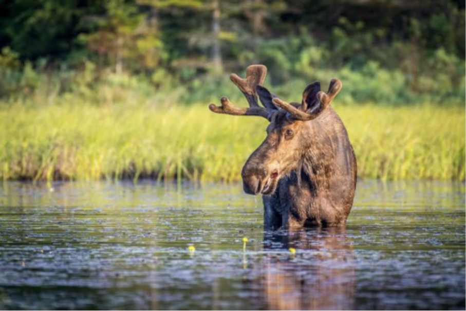 a mousse in the water