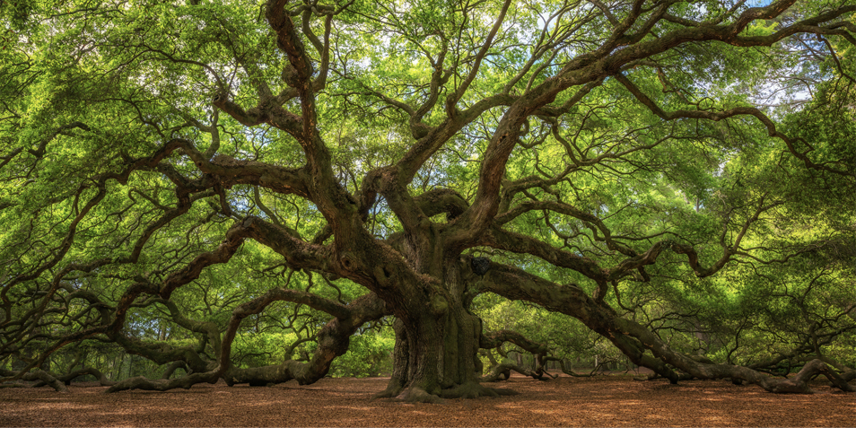 a big old oak tree in summer